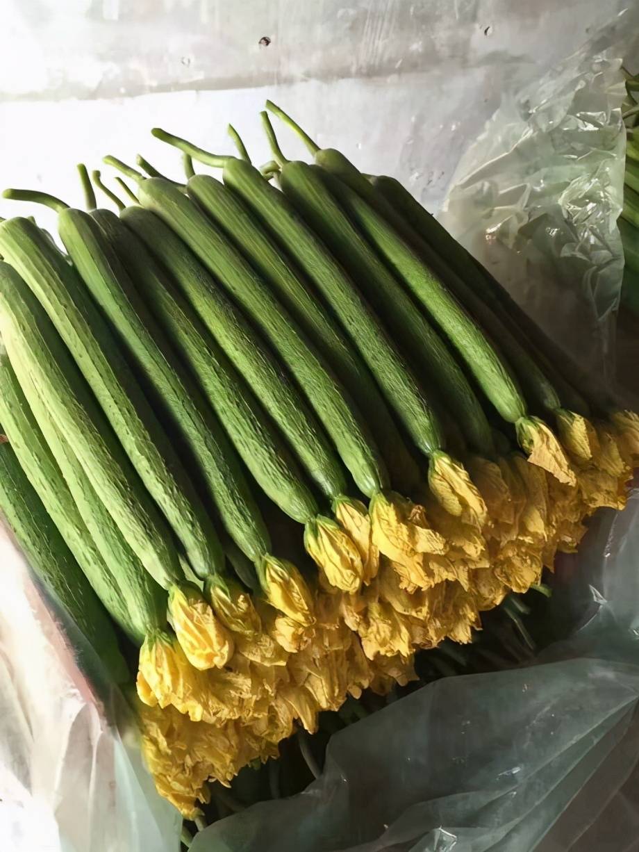 绿盈香丝瓜 耐热抗寒丝瓜种子