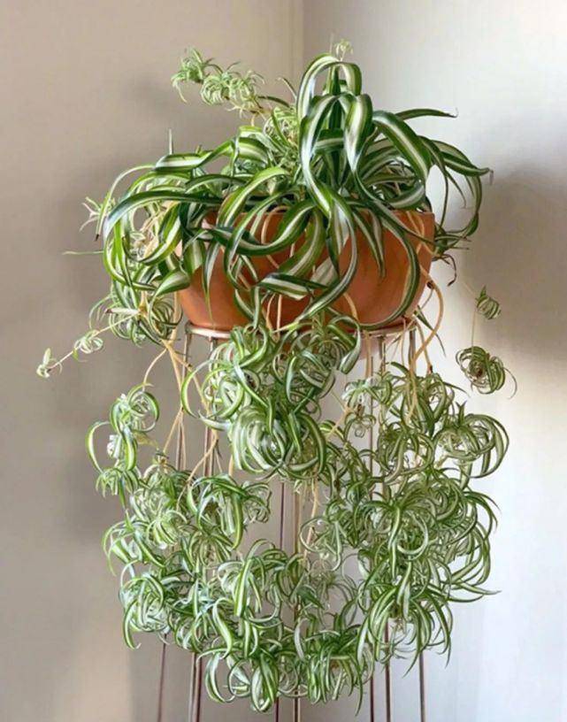 油画吊兰不时兴了今年很火的是法国女郎洋气不说还很可爱