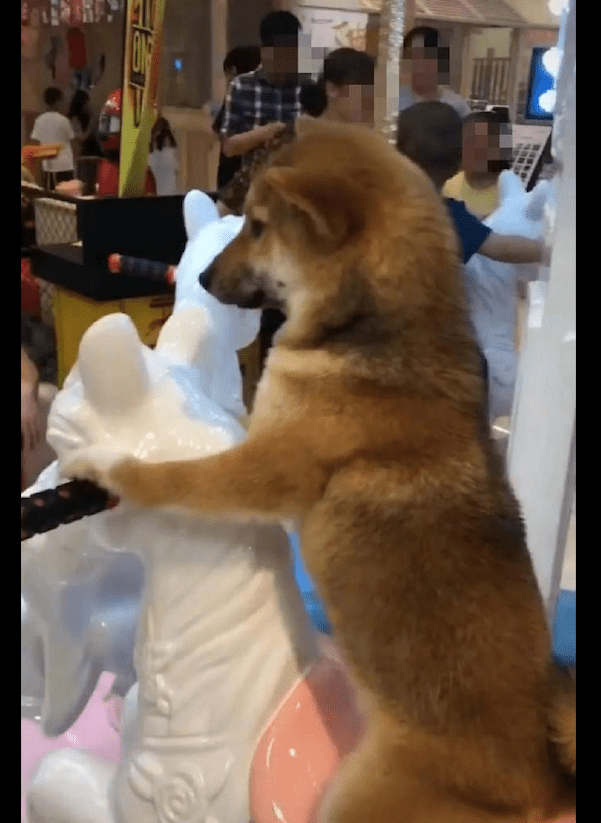 主人花钱让柴犬坐了旋转木马,它一本正经的模样:谁还不是个宝宝