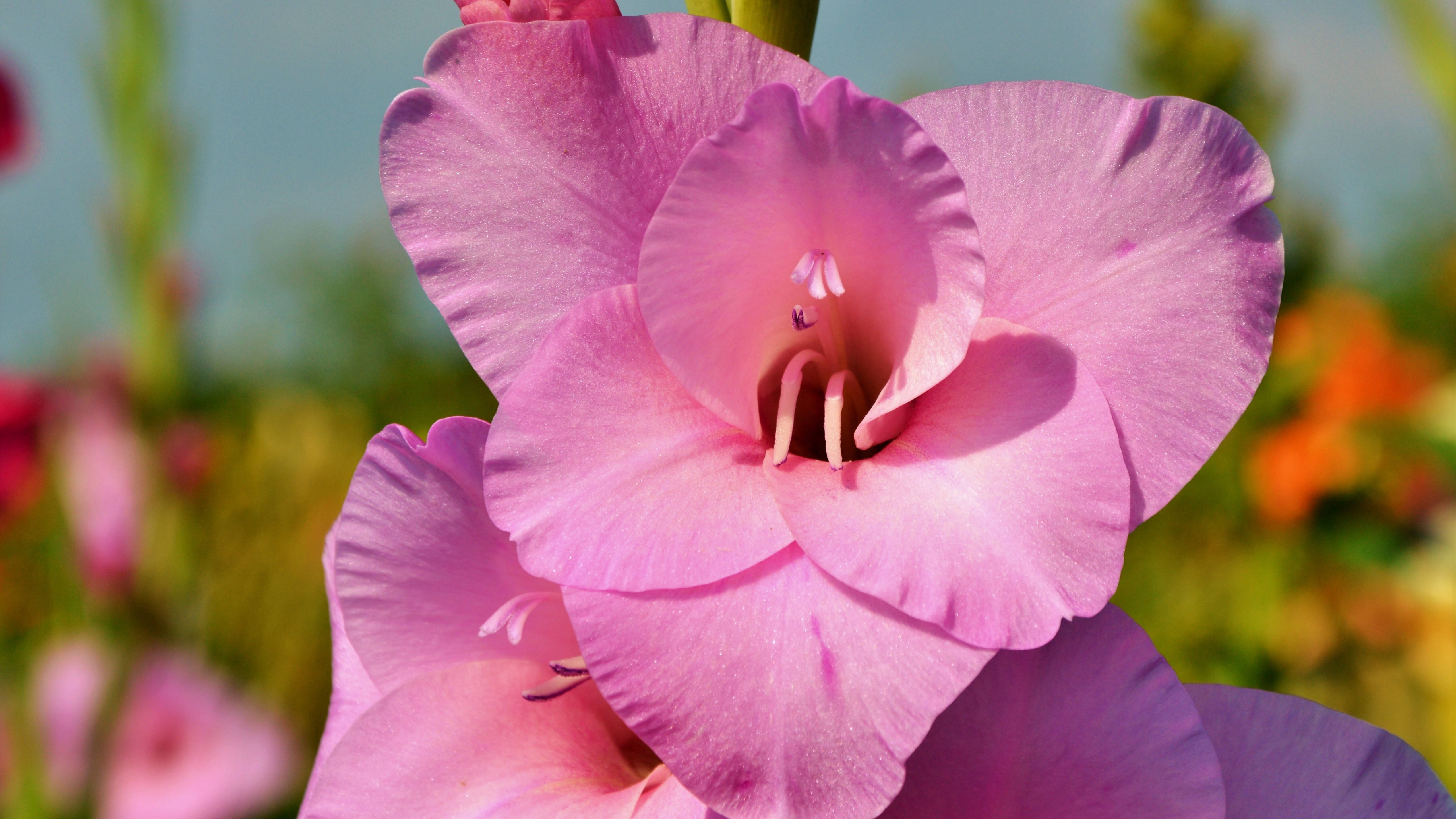 6月12日星座运势 白羊深思熟虑 天秤积极主动 射手有条不紊 工作