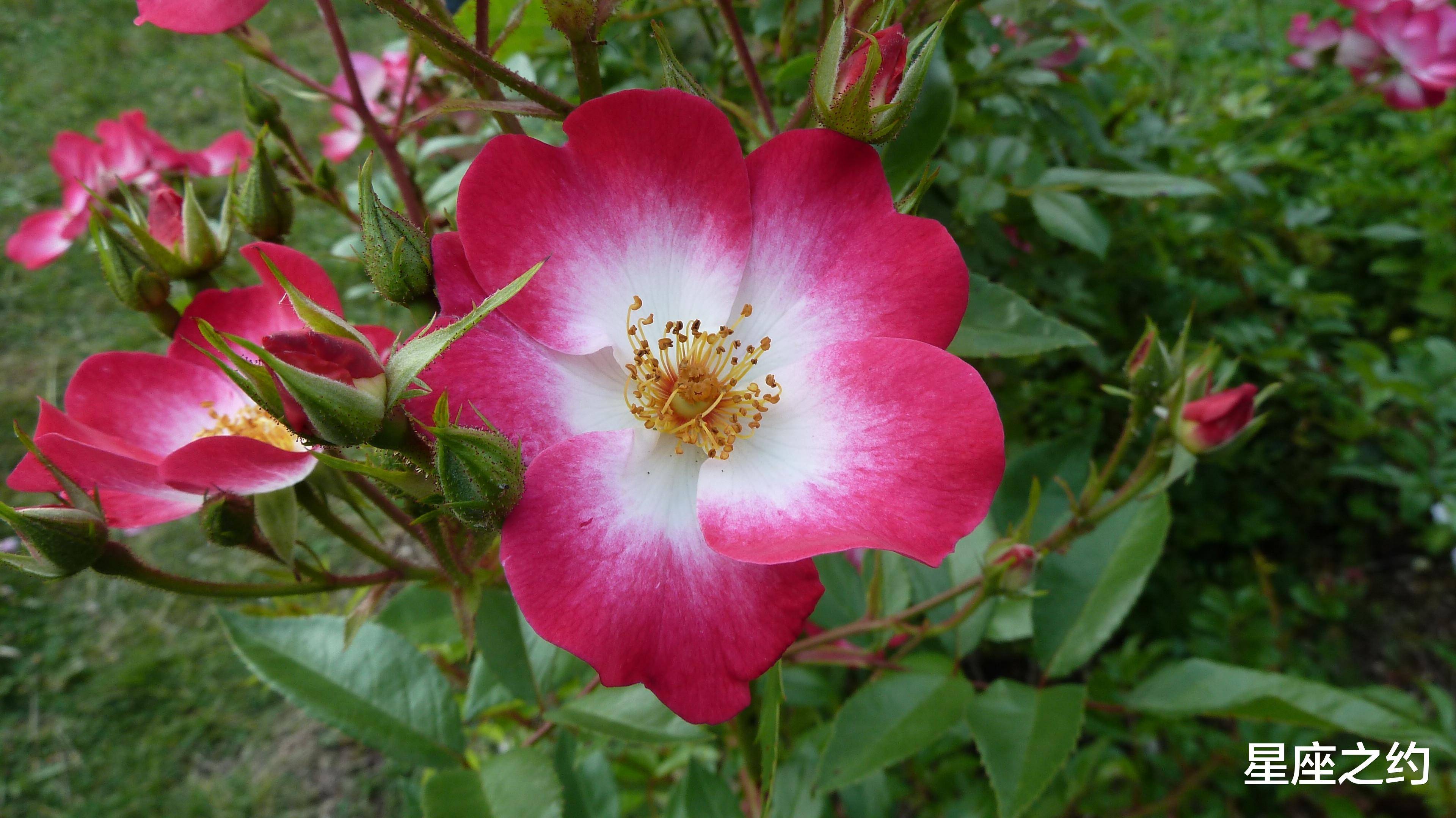 3月14日 日星座运势 巨蟹座配合默契 双鱼座量力而为 未来