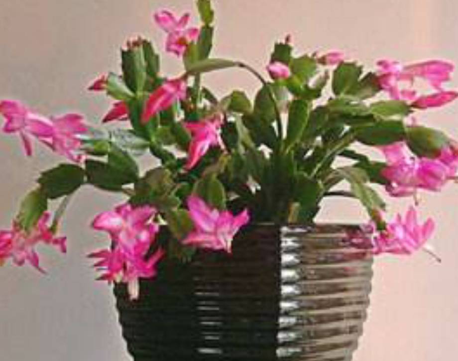 种花怎么做 037bb376f60049cd88fcc9964fb4af81.jpeg