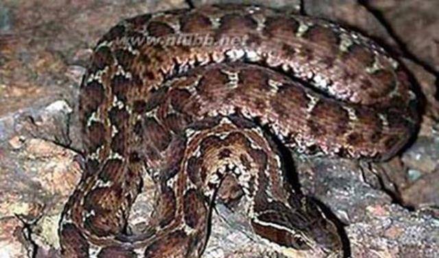 探索经常梦见蛇的深层含义,一场心灵的深度对话 探索经常梦见蛇的深层含义,一场心灵的深度对话