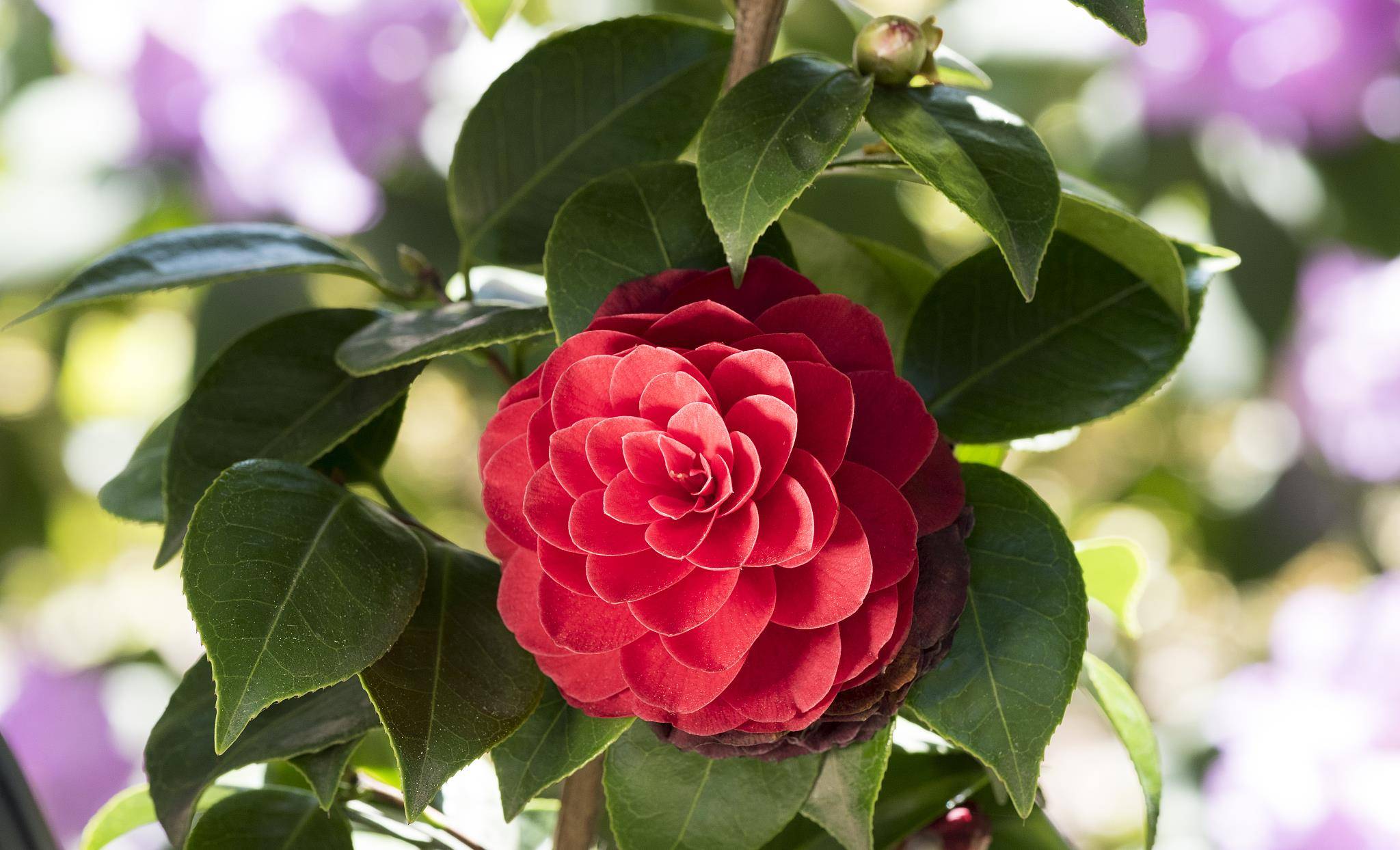 茶花花谢以后,要马上进行修剪.