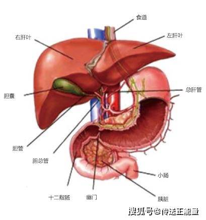 肝不好的人