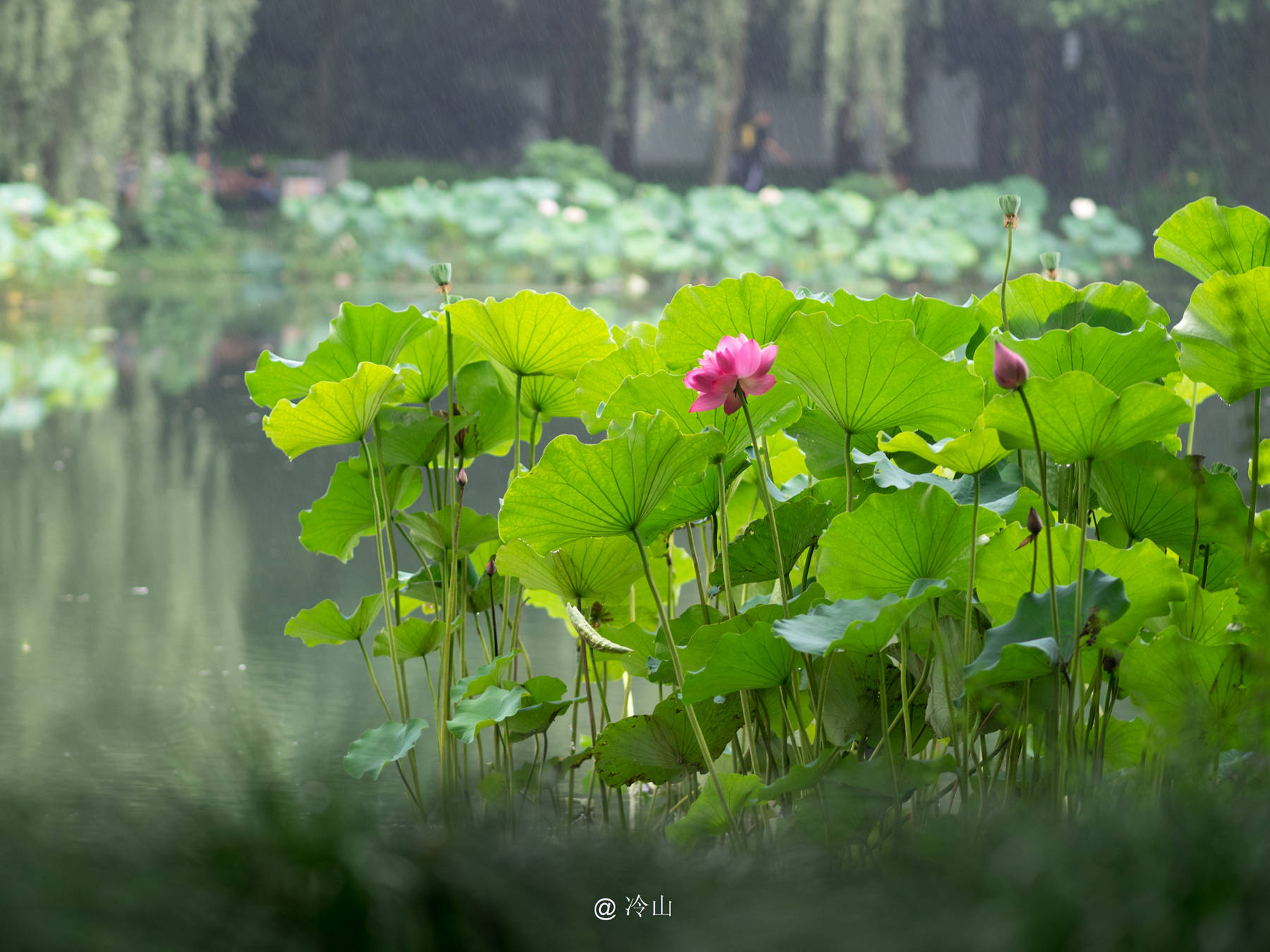 六月 福州的荷花公园 赏花正当时 文化 中华资讯在线