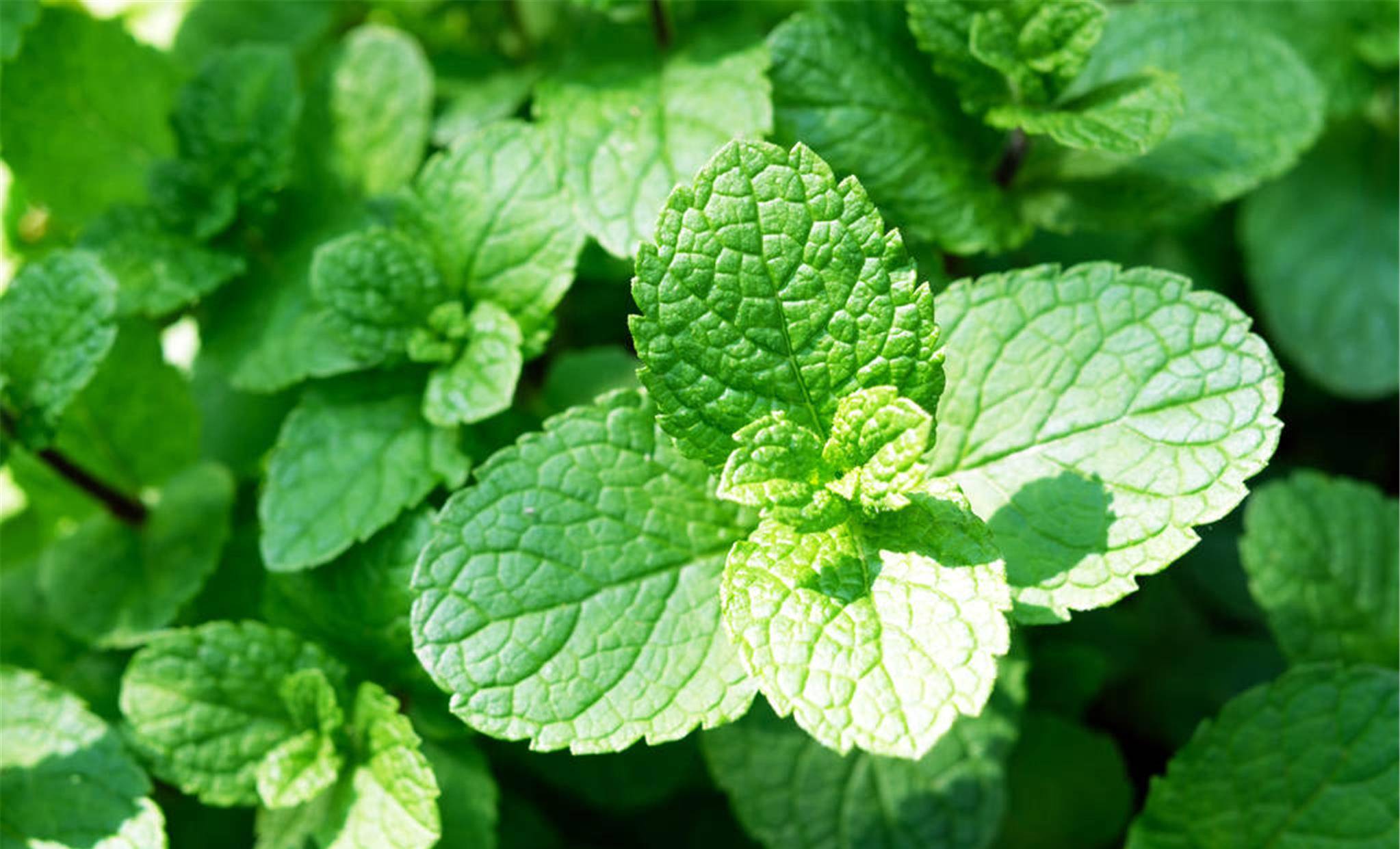 若不差这点钱家里应养上5种花清香静心提升新年幸福感