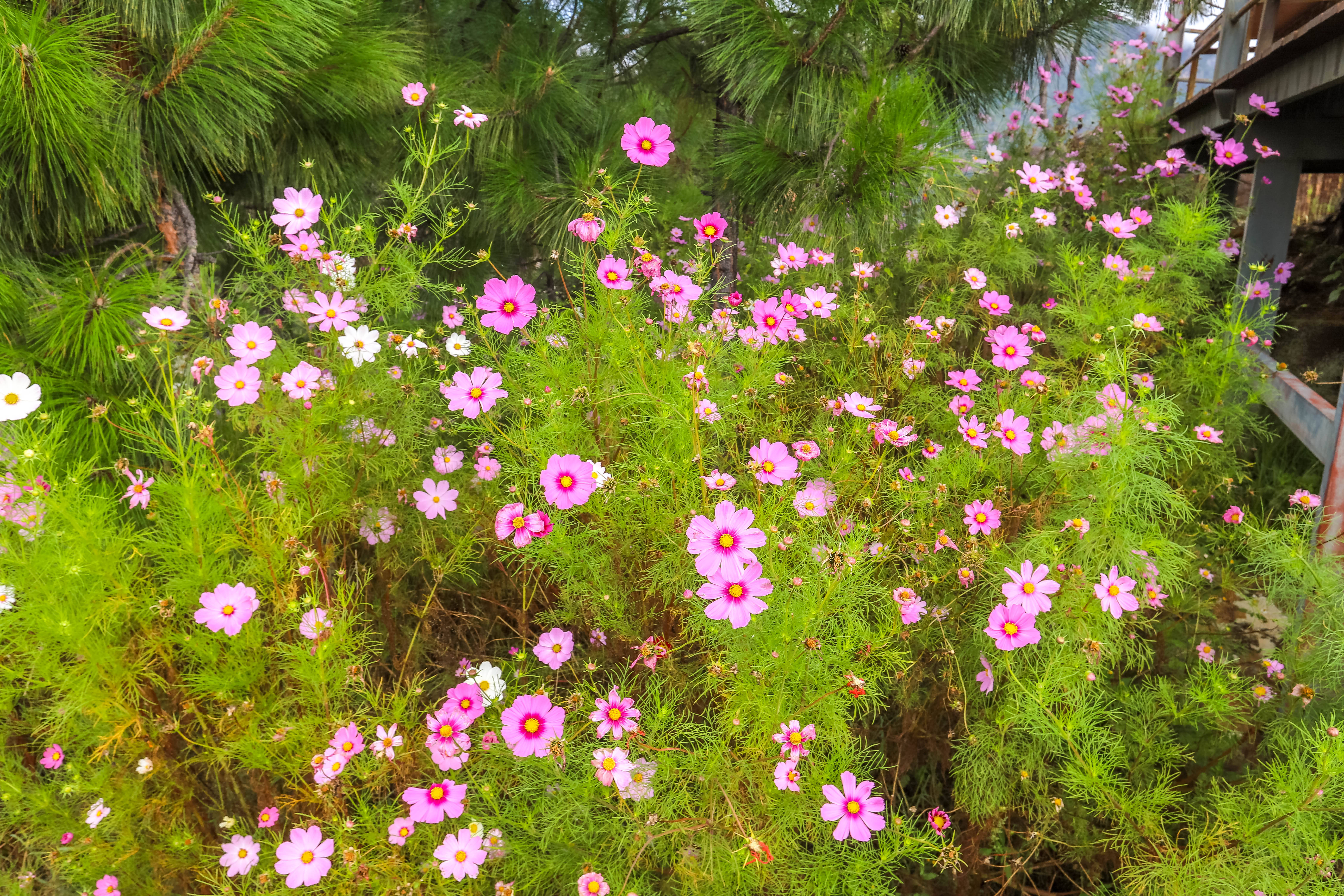 野外自然花风景图片图片