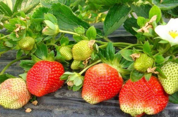 草莓是什么时候栽种为好 03062ccd12c44dd394973aeccfc03edd.jpeg