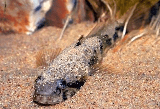 以前农村河里常见的河鲜,如今被誉为"水中人参",一斤一百多元