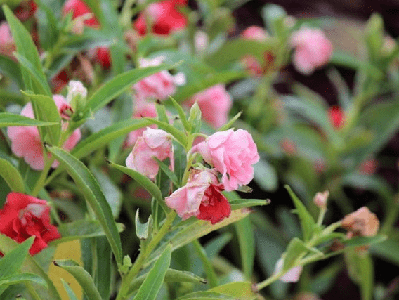 原创6月中旬,吉星关照,4属相抓住机遇,运势朽木逢春,喜事不断