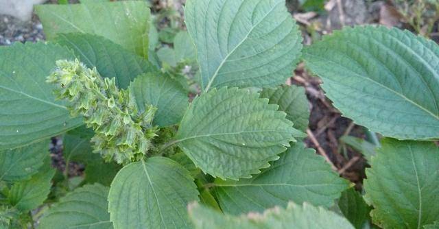 阳台养花,不如盆栽"紫叶菜",做汤凉拌美味香,好养好看易爆盆