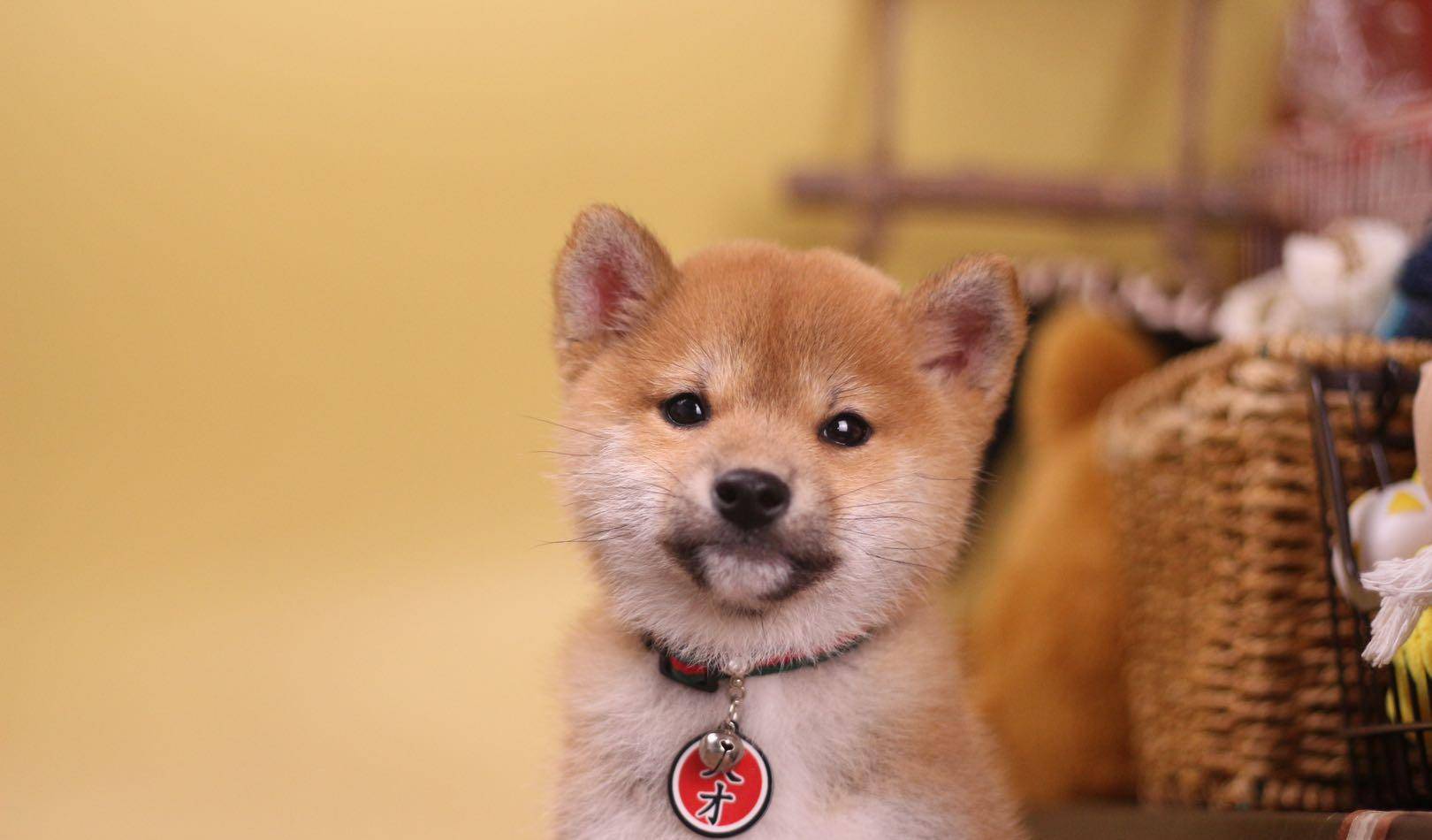 柴犬智商排名_柴犬智商排名第几(2)