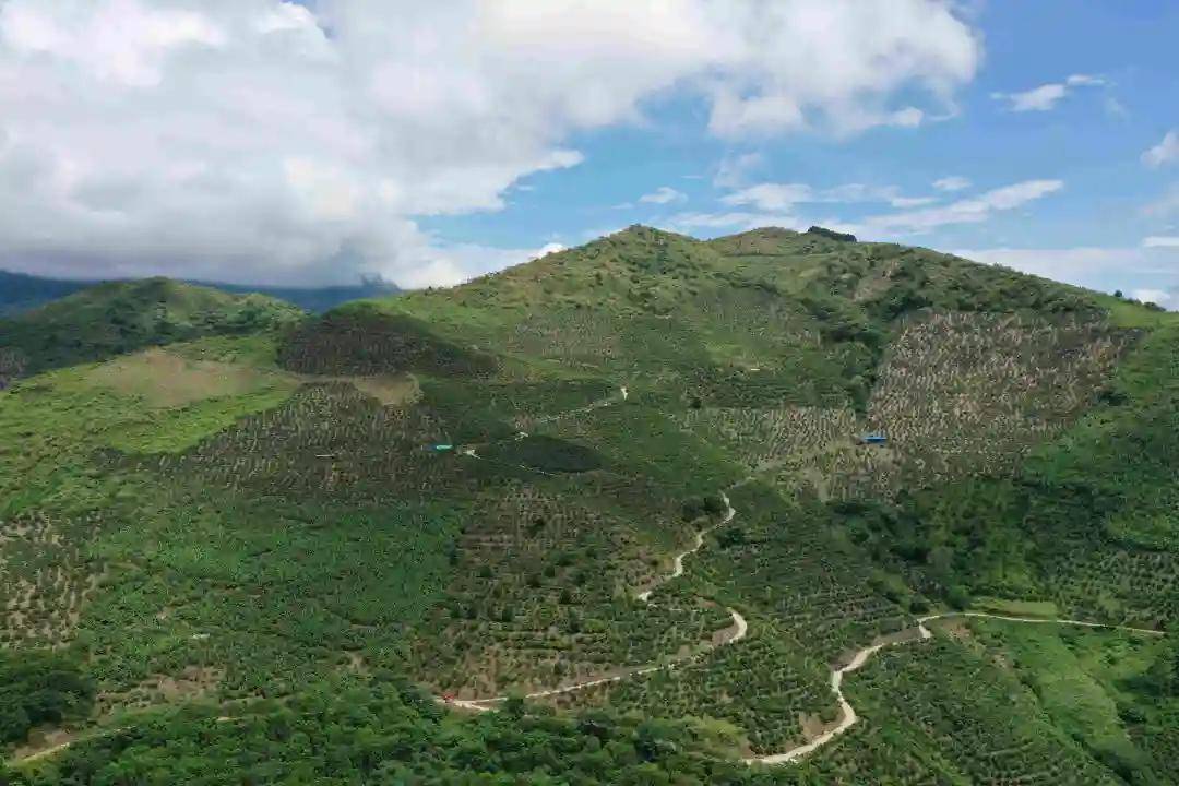 河口县老范寨乡芒果进入采收旺季啦,快来尝鲜