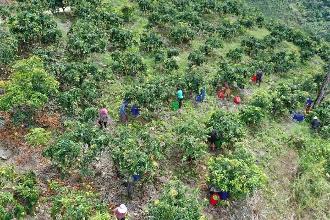 河口县老范寨乡芒果进入采收旺季啦,快来尝鲜