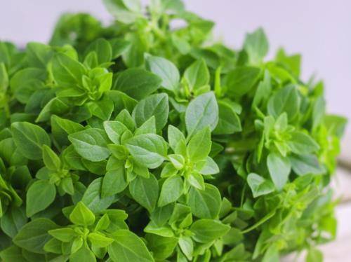 罗勒是一种药食两用的芳香植物,它的味道有一种茴香的味道,全株叶片