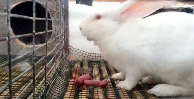 兔子吃什么食物可以生宝宝 82b371de6826499c909452c7a329e233.jpeg