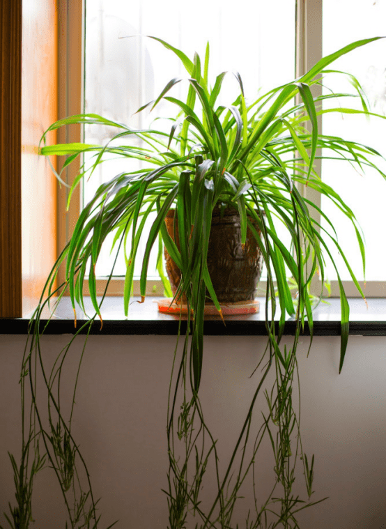 快速去甲醛的绿植 a8471a952df84f619e397a6c9e5c0ef5.png