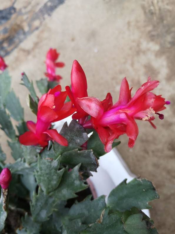 蟹爪兰开过一波就完事 这么做还能再复花 看着就过瘾 养护