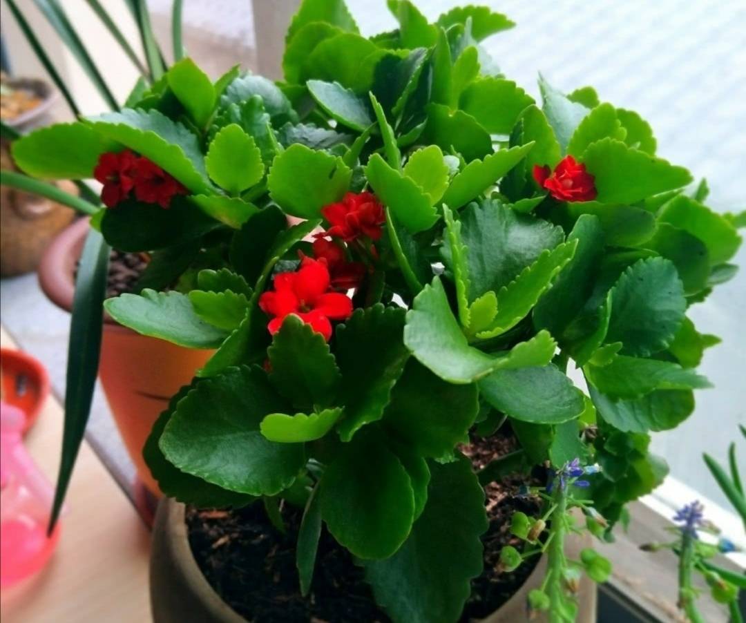 种花怎么做 4af20173c10e402ca25732c6ba432084.jpeg