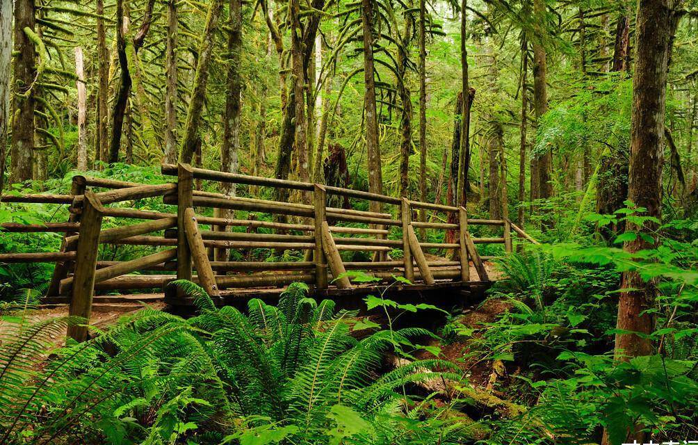 猎奇绿色地狱亚马逊雨林有多危险动物的天堂人类的梦魇