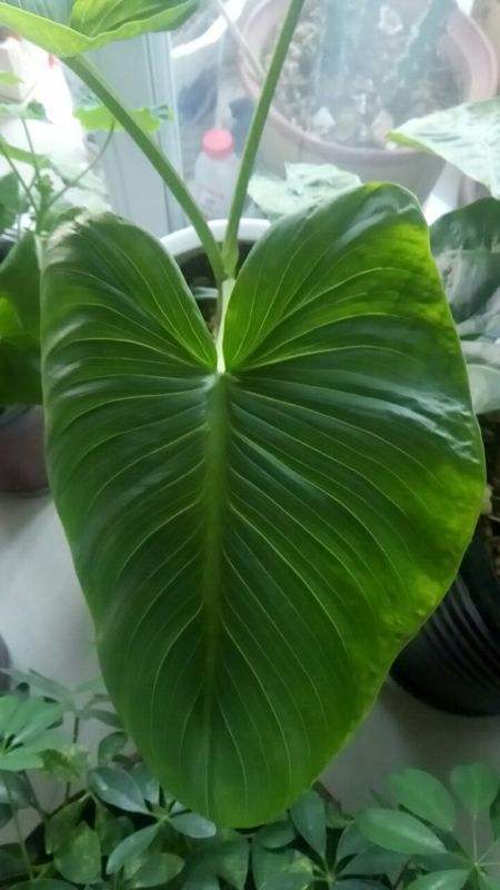 养了千年健,健康不用愁,一棵养到天长地久!