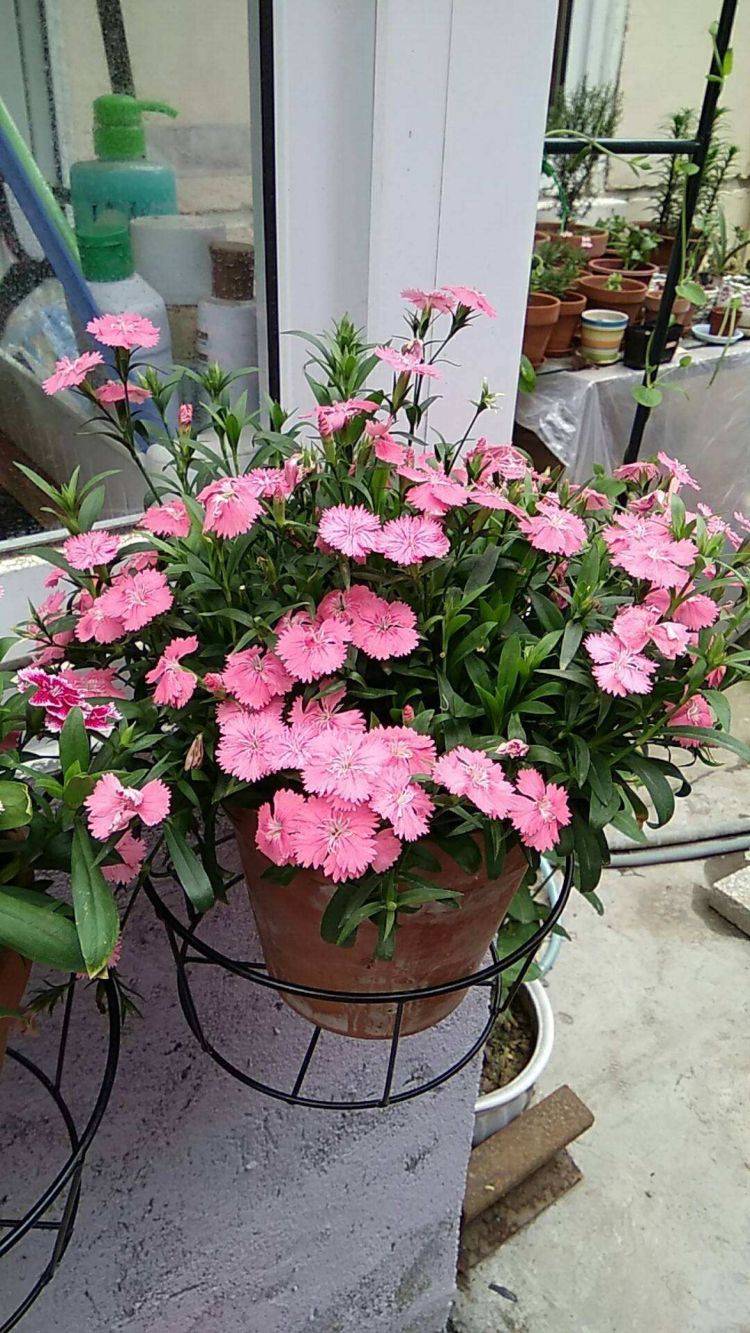 最好是向阳的地方,等花期到了的时候,石竹花接受的光照时间比较长