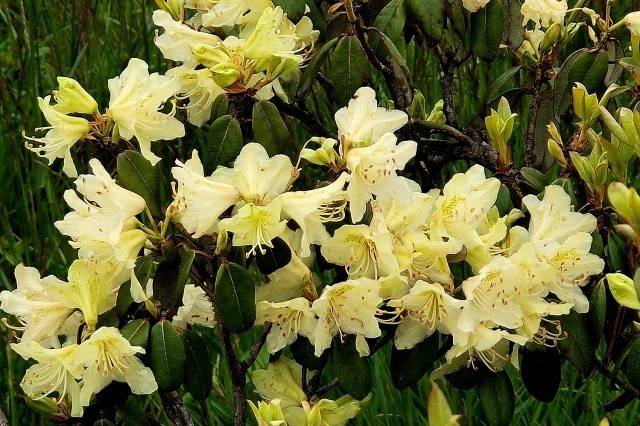 峨眉山"杜鹃花节"收官之作"问客杜鹃"独占"花魁"