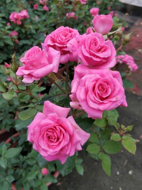 农村养花 地大根系壮 轻轻松松开满墙 月季