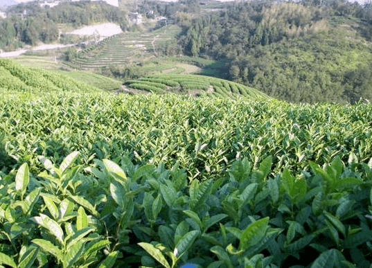 最爱朝阳早香茶