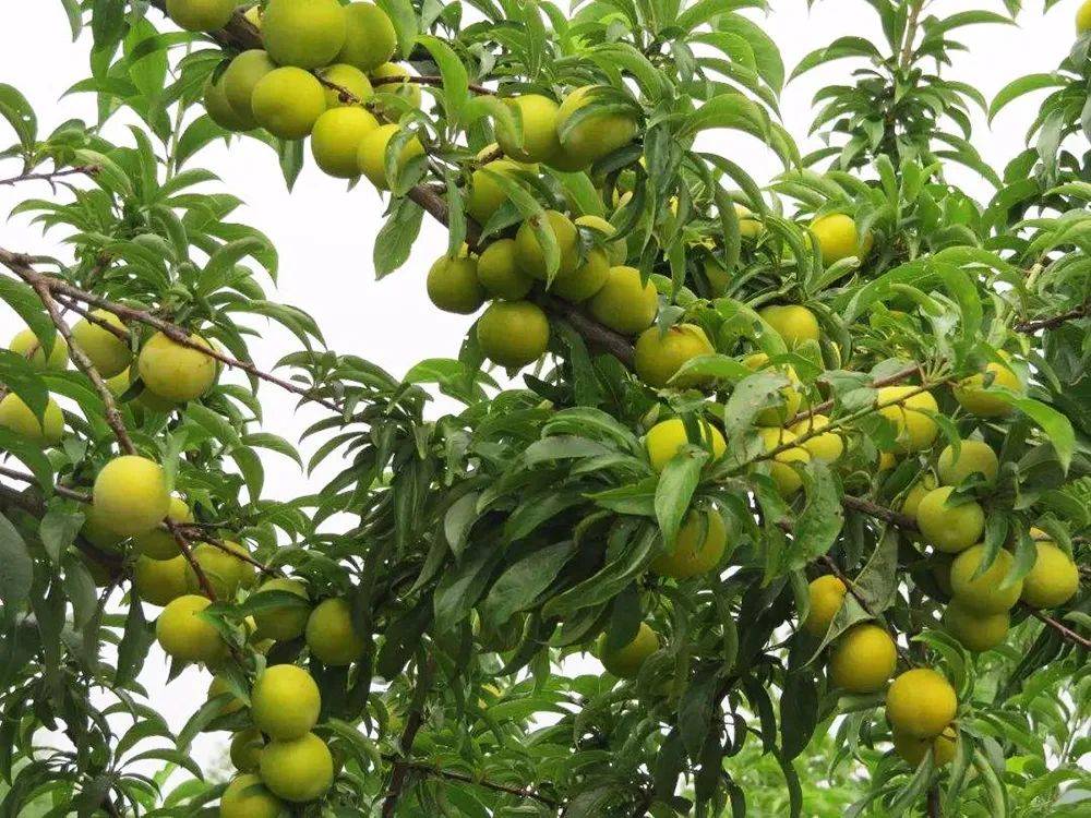 原创6月最受期待的李子80元1斤越贵越好卖每年仅半个月采摘期