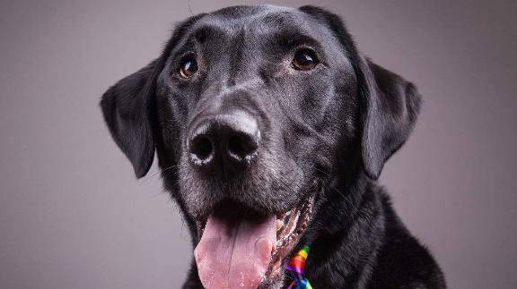 狗狗的寿命是多少 最佳寿星狗狗排行大揭晓 品种