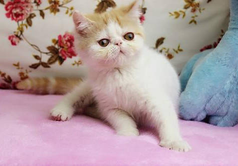 怎么可以不让猫咪掉毛 0d1f68af25f04340b1e619d222264112.jpeg