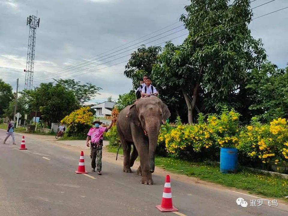 原创拉风!泰国学校全面开学,学生骑大象重返校园