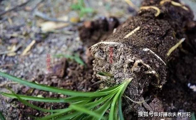 花盆里的土太湿怎么办