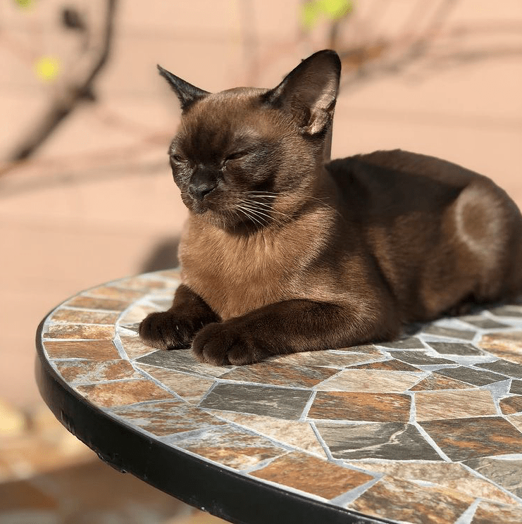 埃及大黑猫图片 搜狗图片搜索