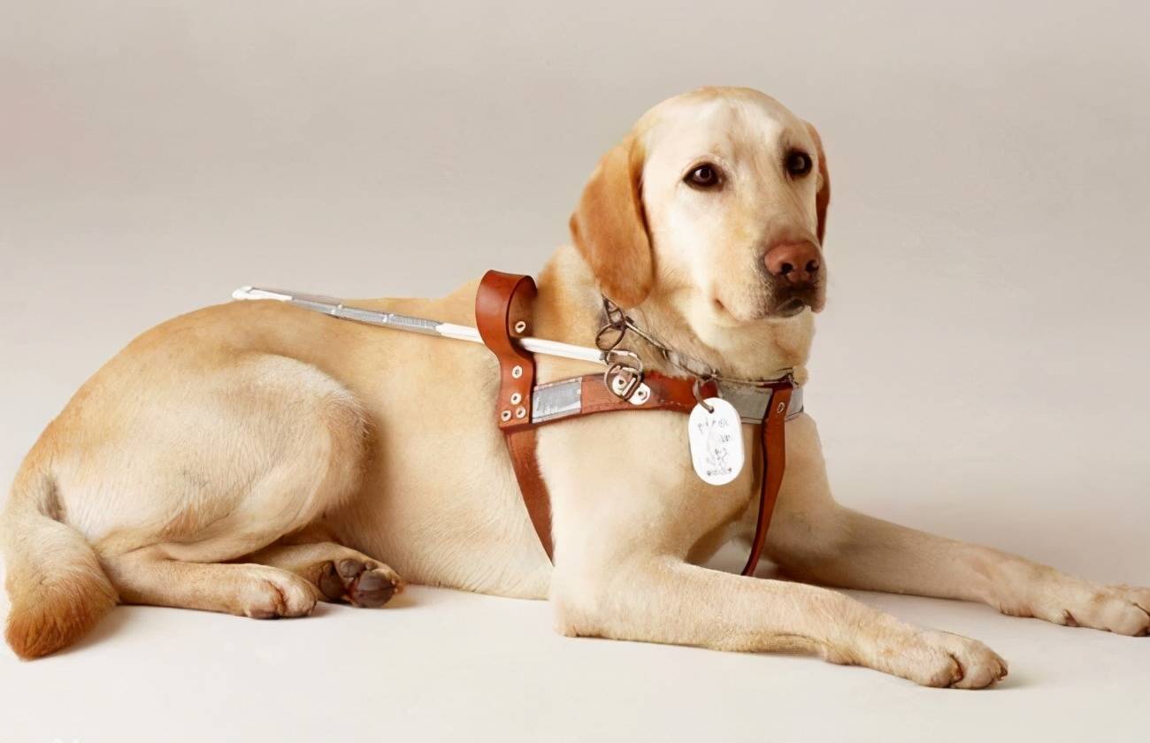 饲养费 太高的几种狗 家里有矿才敢养 费用 饲养费 太高的几种狗 家里有矿才敢养 费用