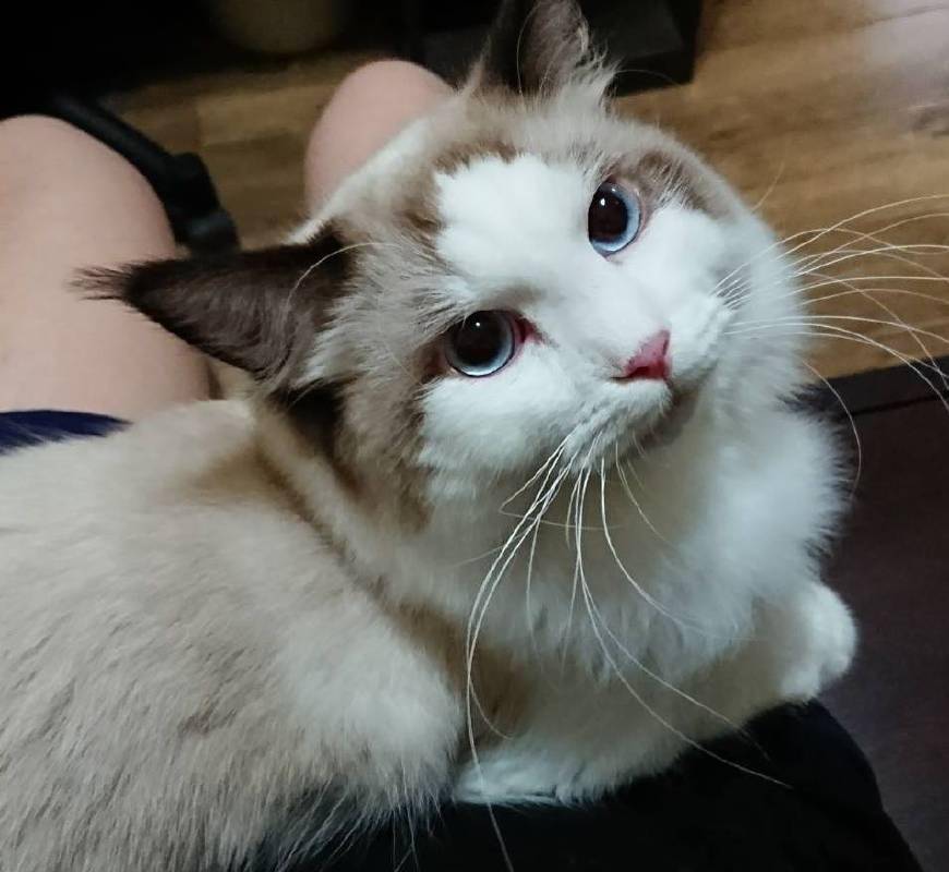 猫咪怎么玩王者 b9c0a6bd9b1c4344bcf9317280c9e058.jpeg