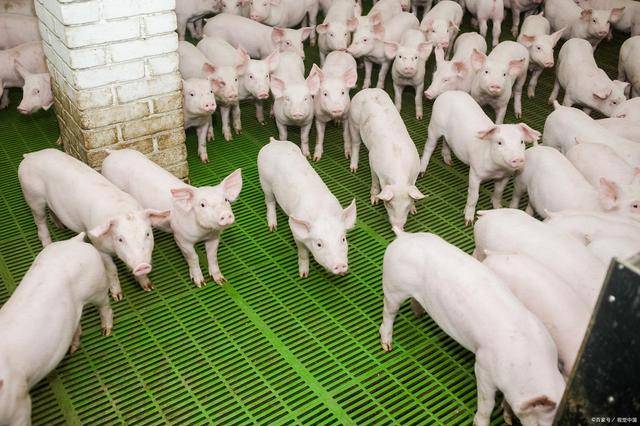 猪舍环境监控帮助提高生猪出栏率和猪肉品质,告别传统养猪方式!