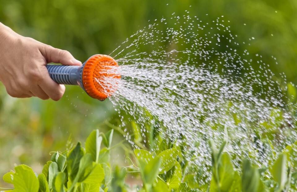 原创有些老农会在雨后给蔬菜浇水,下雨后蔬菜不缺水,为什么还要浇水