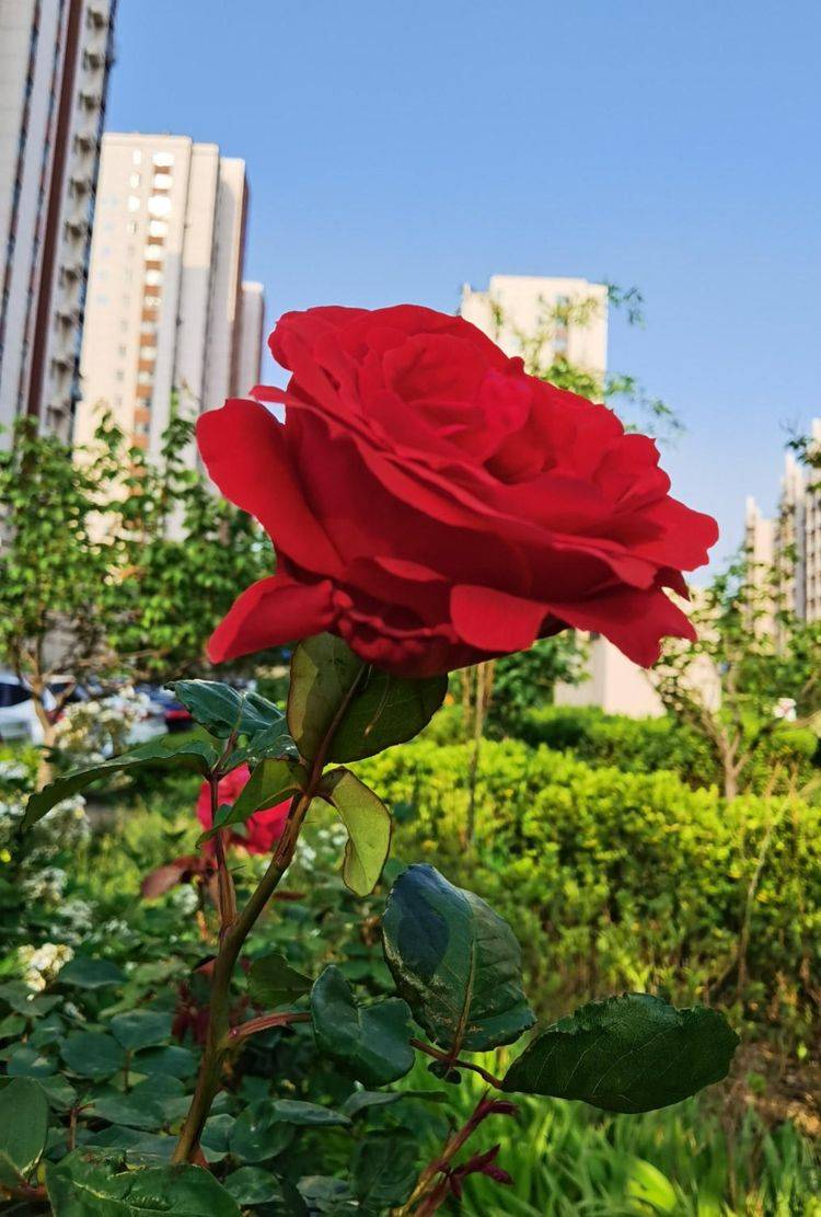 原创月季到了秋天开始欢腾要抓好施时机花苞才能砰砰冒不停