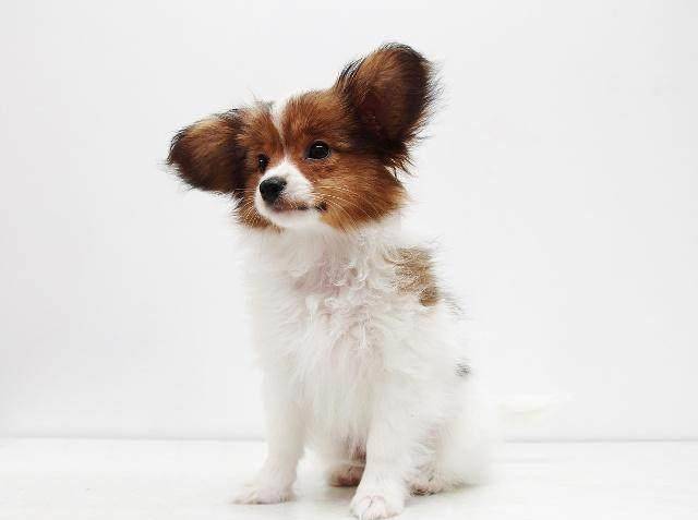 宠物排名前十_排名前十微信头像图片