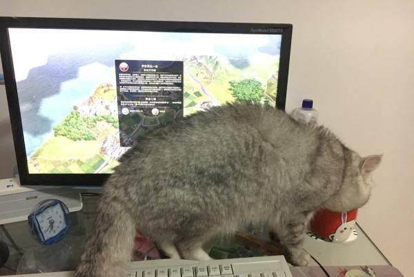 和猫一起玩的小游戏有哪些 25b5ac4d6cde4ff3b9e9f407182eca85.jpeg