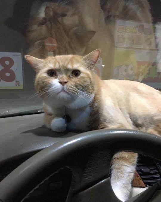 猫咪油尾巴的原因 6674ba69d5ad4b148076a80b0965b576.jpeg