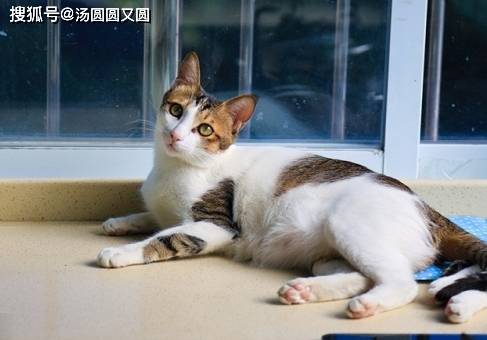 怎么自制猫衣服 b125a9cd7b2d4fb79df0eb9edc358208.jpeg