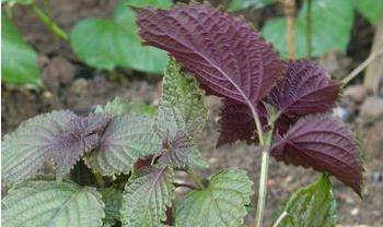 2, 西河柳紫苏叶可以食用,有很高的营养价值,富含纤维素,磷,钾,胡萝卜