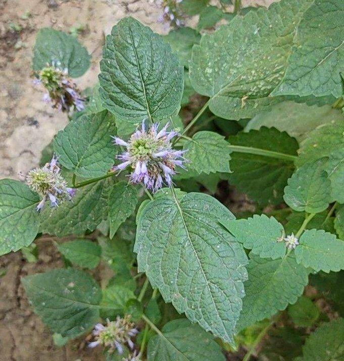 等）2、瑞香3、百香果4、留兰香薄荷5、柠檬香茅6、香樟树7、清香木8、藿香