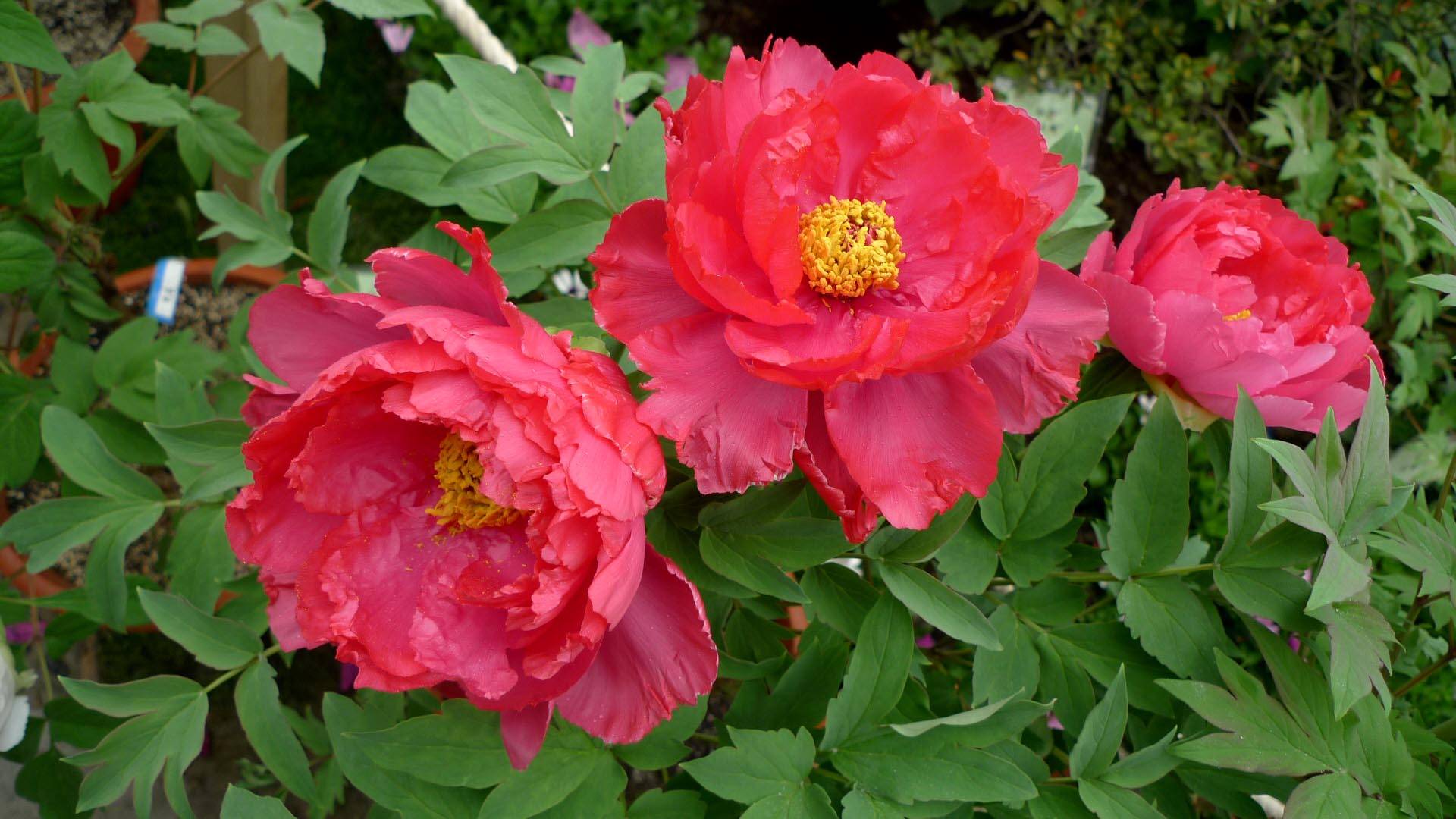 6月22日星座运势 巨蟹扬长避短 天蝎静观其变 摩羯集思广益 工作