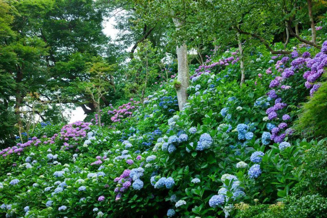 日本夏季这些如画般的美景 来过一个就值了 旅游 中华焦点日报