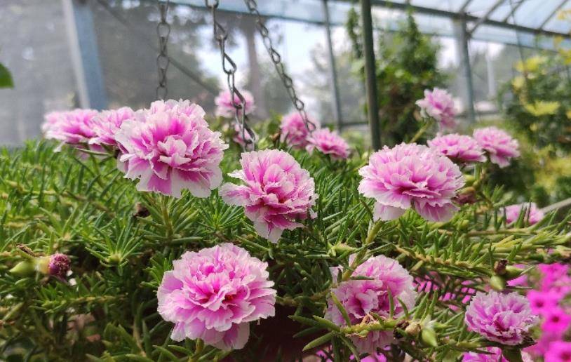 适合家里养的花大全 5365340de3a14db8aa13409bec8faebd.jpeg